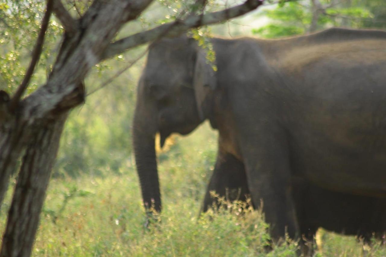 Wilpattu Green Cabin Achchamulai エクステリア 写真