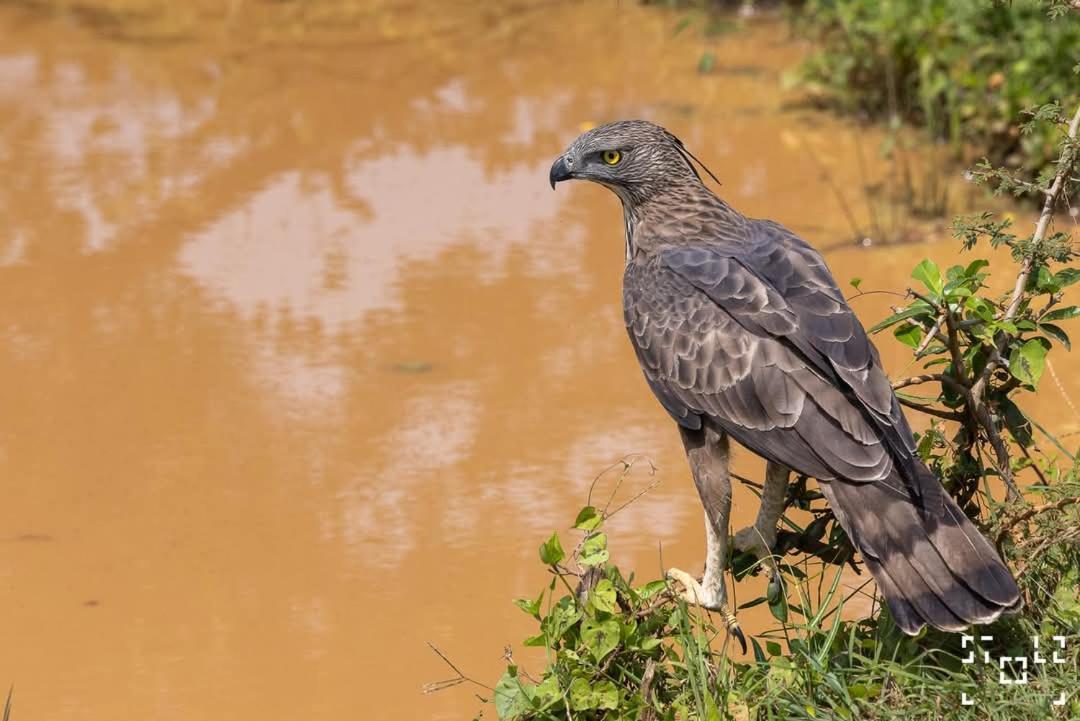 Wilpattu Green Cabin Achchamulai エクステリア 写真