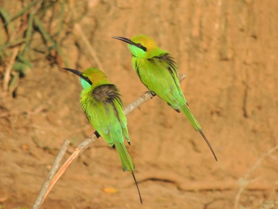 Wilpattu Green Cabin Achchamulai エクステリア 写真